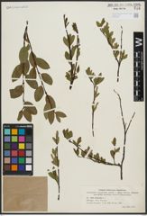 Foto von Salix arbuscula L.